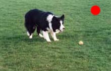 Border Collie in the UK