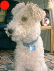 Fox Terrier (wire haired) in the UK