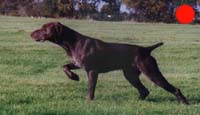 German Shorthaired Pointer in the UK