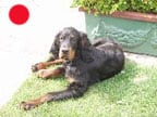 Gordon Setter in the UK