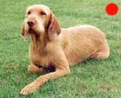 Hungarian Wirehaired Vizsla in the UK