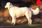 Maremma Sheepdog in the UK