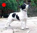 Parson Russell Terrier in the UK