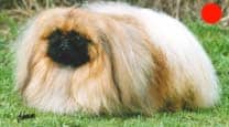 Pekingese in the UK