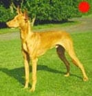 Pharaoh Hound in the UK