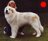 Pyrenean Mountain Dog in the UK