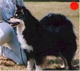 Finnish Lapphund in the UK