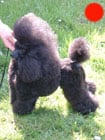 Poodle (Toy) in the UK